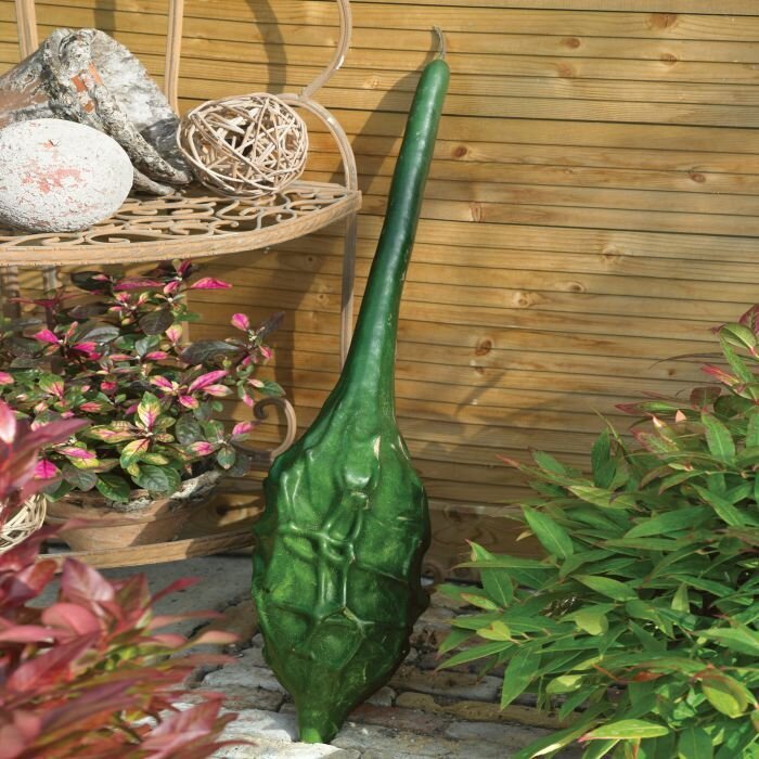 This is Lagenaria siceraria. The common name for this is Caveman's Club Gourd. Whimsy and Wonder Seeds sells the freshest of heirloom seeds, vegetable seeds and rare garden seeds. Check this Caveman's Club Gourd (Lagenaria siceraria) out along with all of our Heirloom vegetables and rare garden plant seeds here at Whimsy and Wonder Seeds. We ship these garden seeds from Canada to anywhere in the World.