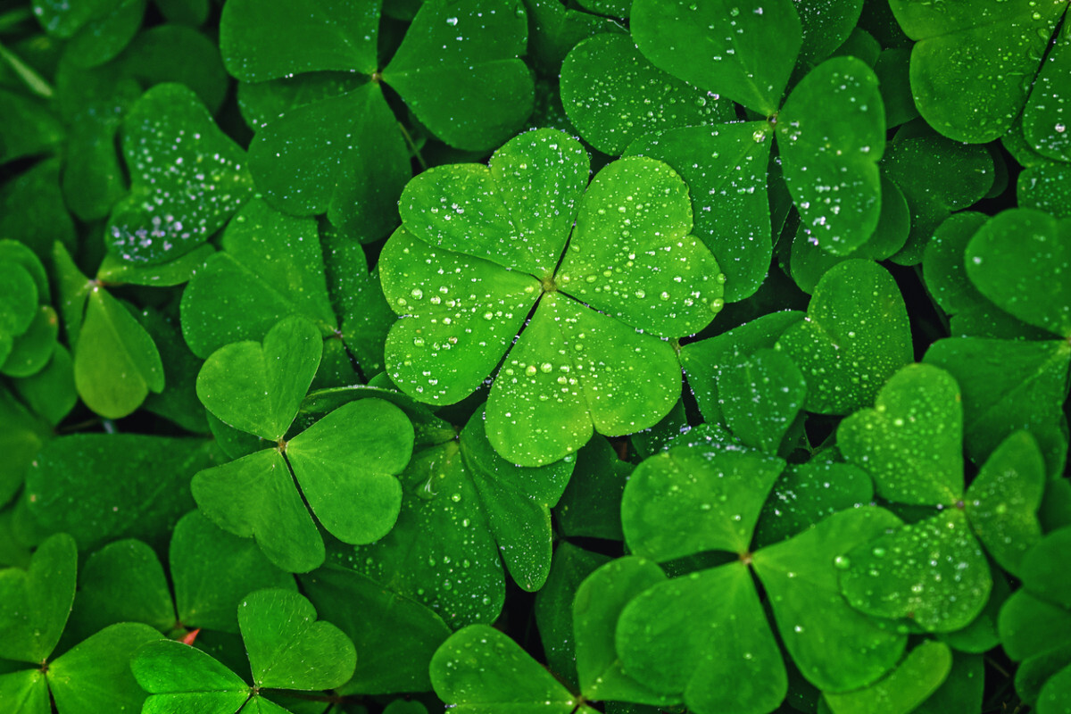 Trifolium repens