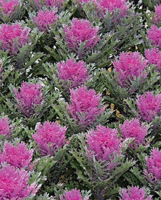 Brassica oleracea