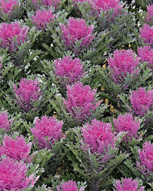 This is Brassica oleracea. The common name for this is Ornamental K rane Feather Queen. Whimsy and Wonder Seeds sells the freshest of rare seeds. Other Common names for this rare plant species are: Ornamental Kale Crane Feather Queen: Feathered Queen, Peacock Kale, Crane Kale, Plumed Kale, Feathered Cabbage. Check this Ornamental K rane Feather Queen (Brassica oleracea) out along with all of our other rare  and exotics plant seeds here at Whimsy and Wonder Seeds. We ship these rare seeds from Canada to anywhere in the World.