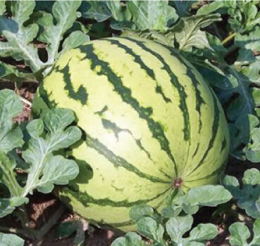 This is Citrullus lanatus. The common name for this is Dixie Queen Watermelon. Whimsy and Wonder Seeds sells the freshest of rare fruit seeds. Other Common names for this exotic fruit species are: Plush Pink Beauty Watermelon: Plush pink beauty, Watermelon. Check this Dixie Queen Watermelon (Citrullus lanatus) out along with all of our other Rare  and Exotic Fruit plant seeds here at Whimsy and Wonder Seeds. We ship these exotic fruit plants seeds  from Canada to anywhere in the World.