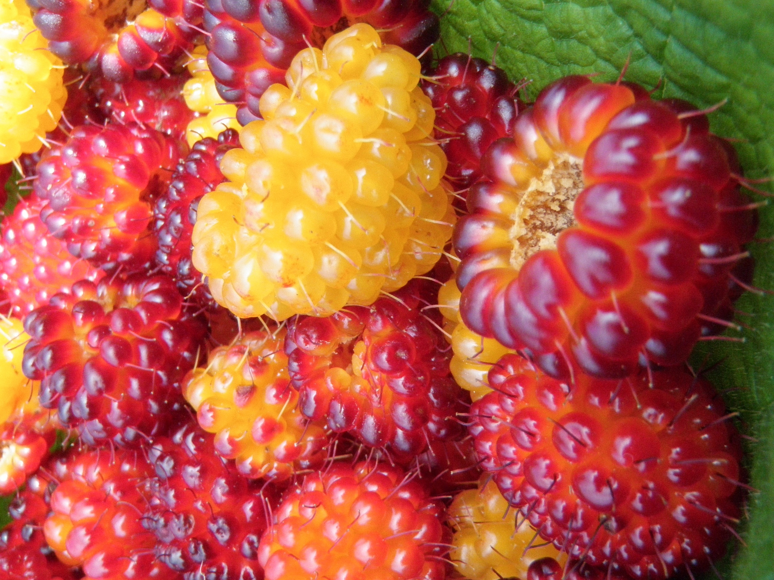 Rubus spectabilis