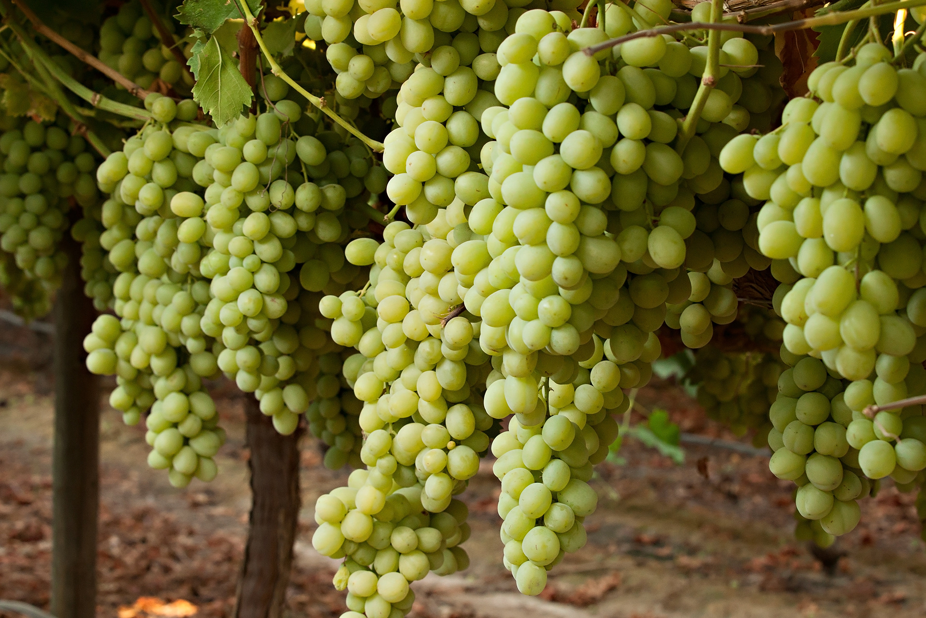 Vitis spp.