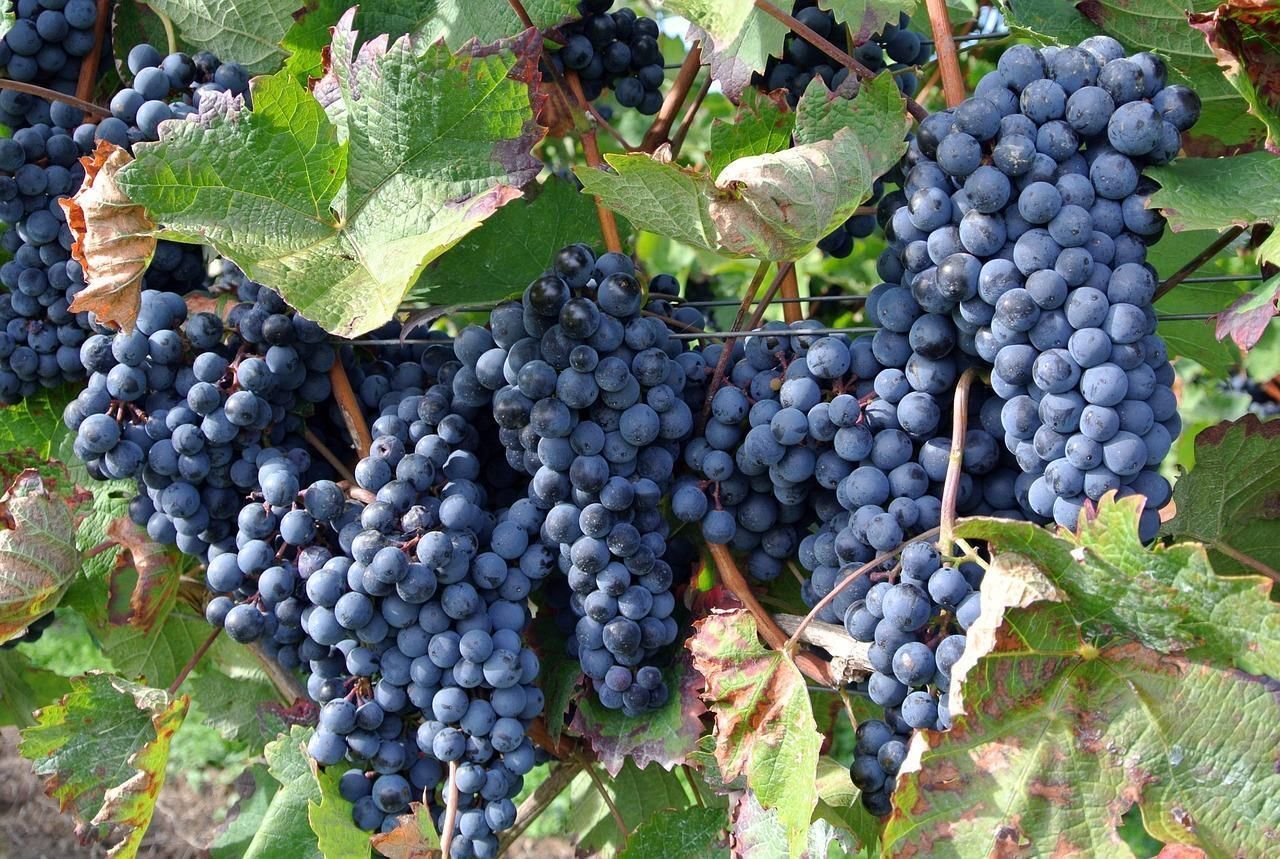 Vitis Vinifera