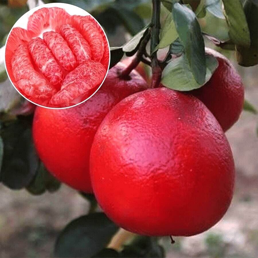 This is Citrus × paradisi. The common name for this is Red Pomelo Citrus Fruit. Whimsy and Wonder Seeds sells the freshest of rare fruit seeds. Other Common names for this exotic fruit species are: Red Pomelo Citrus Fruit: Red Grapefruit, Chinese grapefruit, Forbidden fruit. Check this Red Pomelo Citrus Fruit(Citrus × paradisi) out along with all of our other Rare  and Exotic Fruit plant seeds here at Whimsy and Wonder Seeds. We ship these exotic fruit plants seeds  from Canada to anywhere in the World.