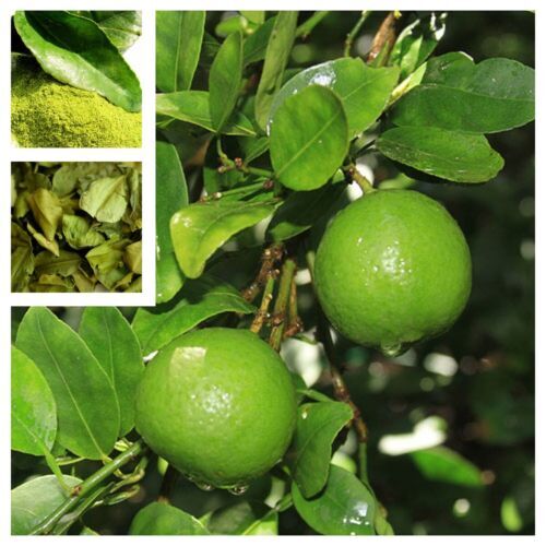 Citrus hystrix