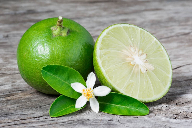 Citrus aurantiifolia