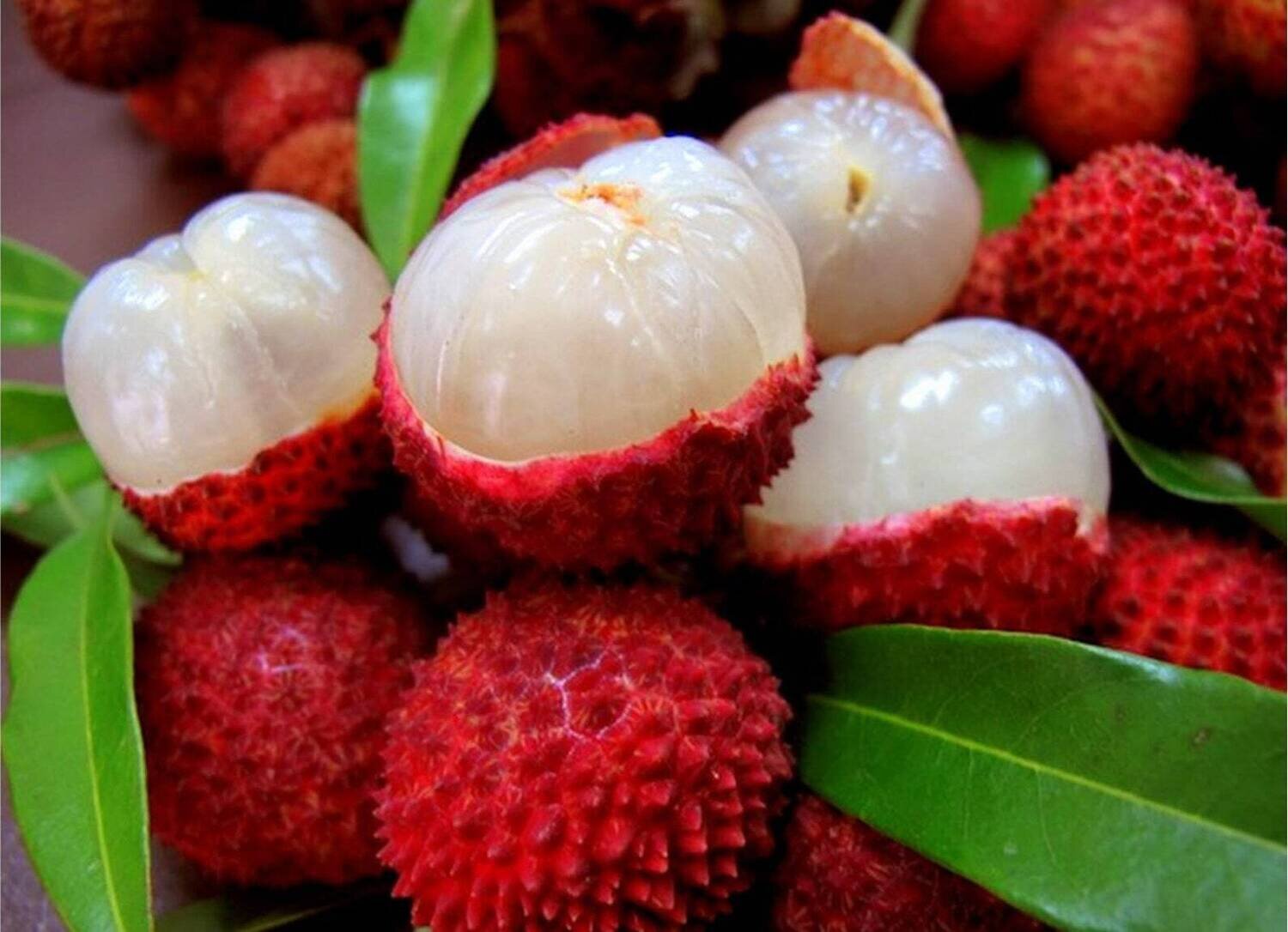 Lychee Fruit Litchi chinensis Rare Plant Seeds Whimsy and Wonder