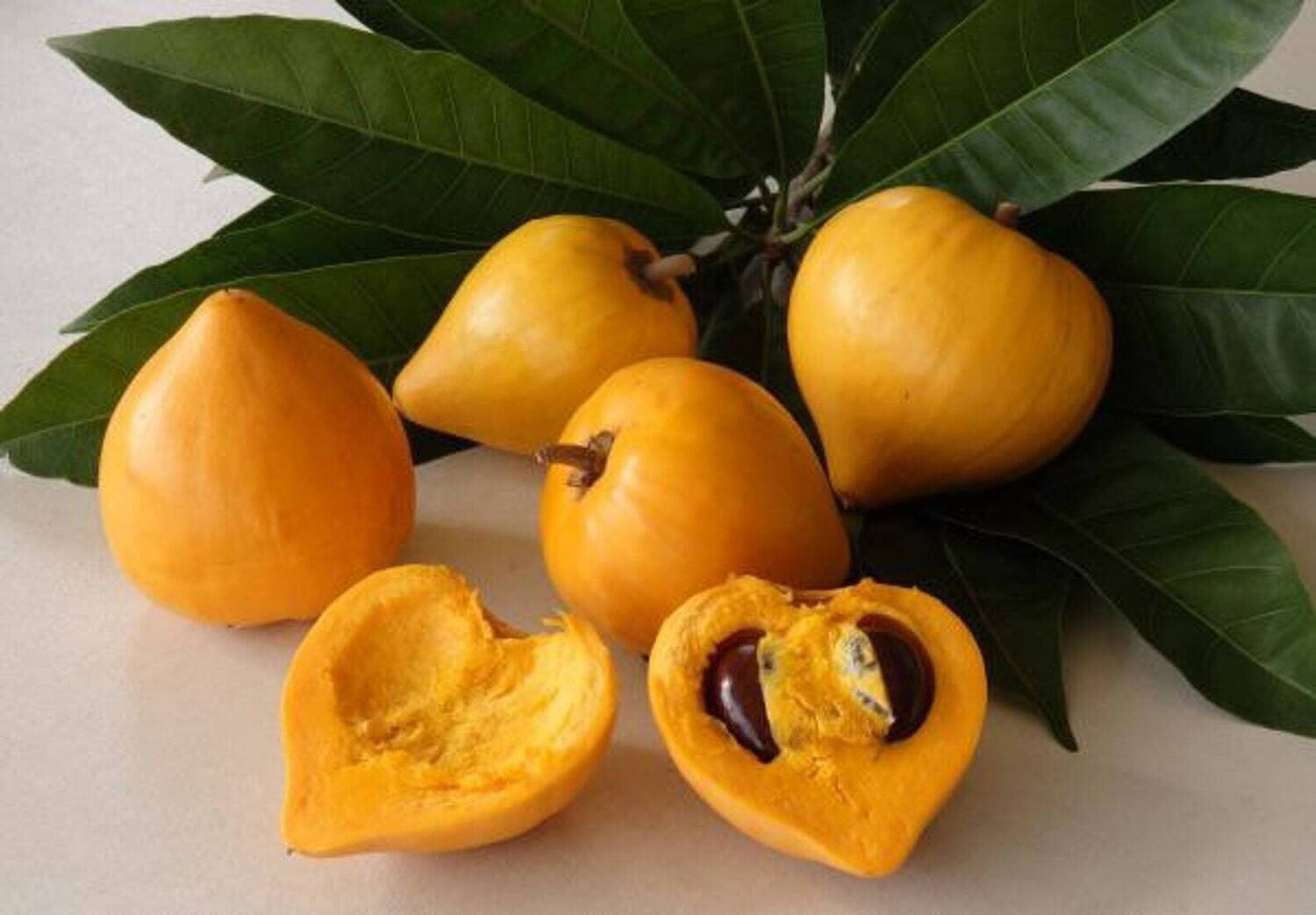 This is Pouteria campenchiana. The common name for this is Cupcake Fruit / Eggfruit / Zapote Amarillo / Abui Fruit. Whimsy and Wonder Seeds sells the freshest of rare fruit seeds. Other Common names for this exotic fruit species are: Cupcake Fruit - Eggfruit, Canistel, Yellow Sapote, Abiu Fruit. Check this Cupcake Fruit / Eggfruit / Zapote Amarillo / Abui Fruit (Pouteria campenchiana) out along with all of our other Rare  and Exotic Fruit plant seeds here at Whimsy and Wonder Seeds. We ship these exotic fruit plants seeds  from Canada to anywhere in the World.