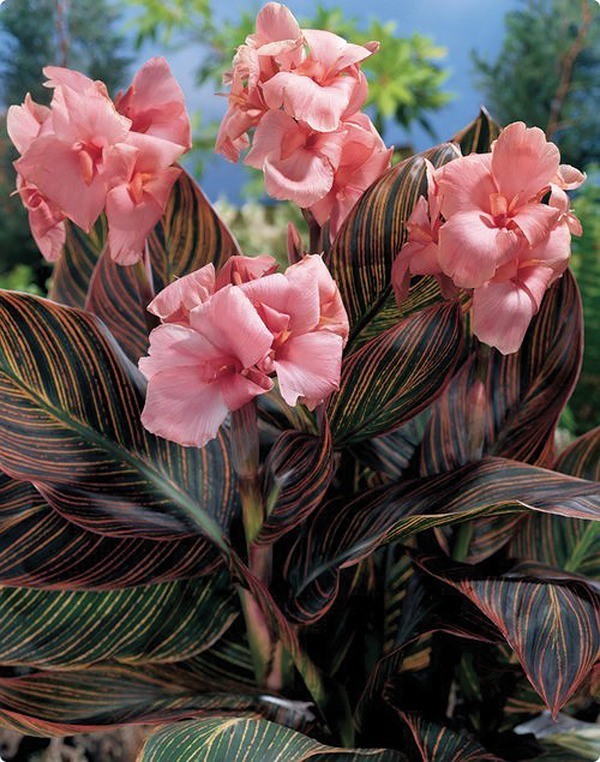 Canna x generalis 'Pink Sunburst'