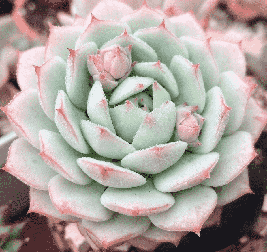 Echeveria 'Captain Hay'