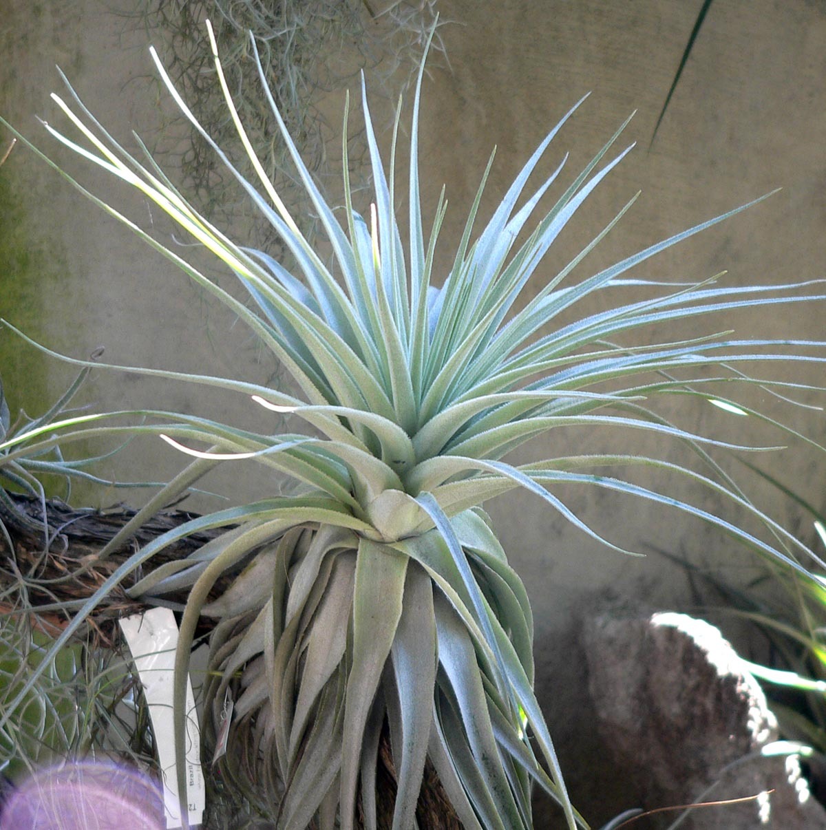 Tillandsia gardneri