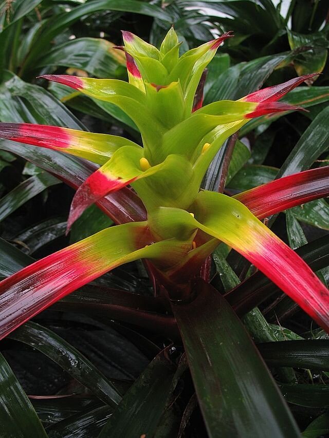 This is Guzmania squarrosa. The common name for this is Squarrosa Bromeliad. Whimsy and Wonder Seeds sells the freshest of rare plant seeds. Other Common names for this rare Air plant species are: Squarrosa Bromeliad: Silver Vase Plant, Tillandsia, Air Plant, Squarrose Tillandsia. Check this Squarrosa Bromeliad (Guzmania squarrosa) out along with all of our other airplant plant seeds here at Whimsy and Wonder Seeds. We ship these air plant seeds from Canada to anywhere in the World