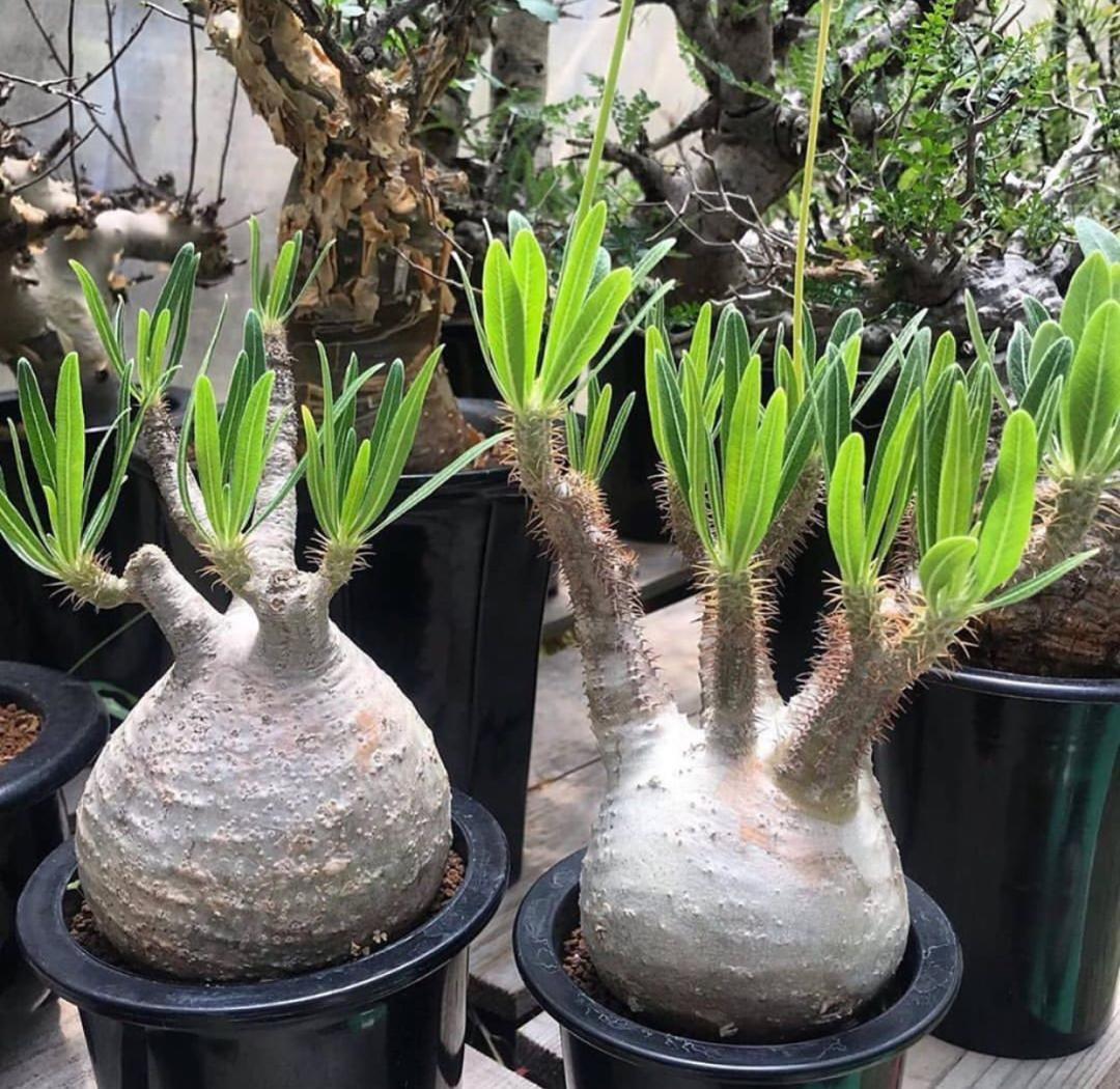 Pachypodium rosulatum subsp. cactipes