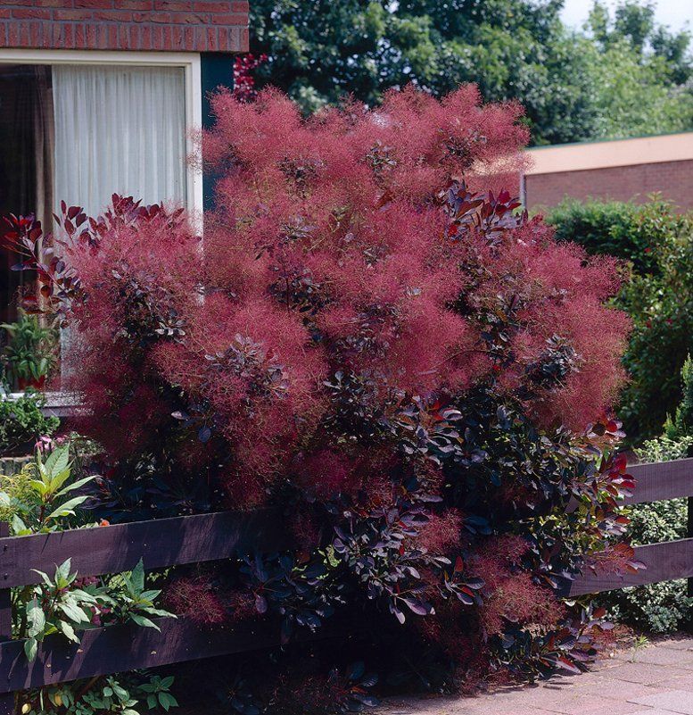 Cotinus coggygria 'Purpureus'