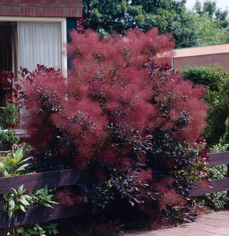This is Cotinus coggygria &#39;Purpureus&#39;. The common name for this is Purple Smoke Tree. Whimsy and Wonder Seeds sells the freshest of rare seeds. Other Common names for this rare plant species are: Purple Smoke Tree - Smoke Bush, Smoke Tree, Purple Smoke Bush. Check this Purple Smoke Tree (Cotinus coggygria &#39;Purpureus&#39;) out along with all of our other rare  and exotics plant seeds here at Whimsy and Wonder Seeds. We ship these rare seeds from Canada to anywhere in the World.