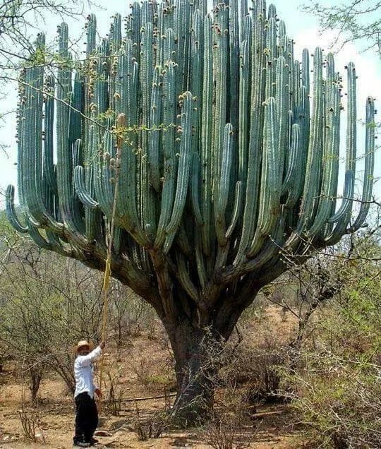 Stenocereus queretaroensis 'Rojo'