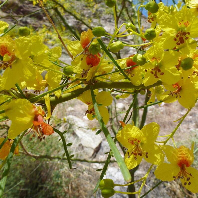 Parkinsonia aculeata