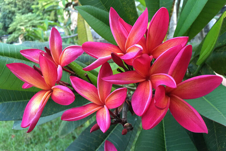 This is Plumeria rubra. The common name for this is Ruby Plumeria / Nosegay Frangipani. Whimsy and Wonder Seeds sells the freshest of rare seeds. Other Common names for this rare plant species are: Ruby Plumeria / Nosegay Frangipani: Ruby red plumeria, Red frangipani. Check this Ruby Plumeria / Nosegay Frangipani (Plumeria rubra) out along with all of our other rare  and exotics plant seeds here at Whimsy and Wonder Seeds. We ship these rare seeds from Canada to anywhere in the World.