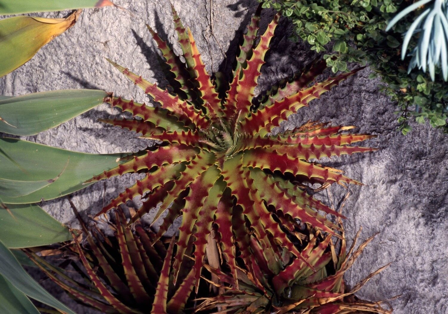 This is Hechtia stenopetala. The common name for this is Hechtia Bromeliad / False Agave. Whimsy and Wonder Seeds sells the freshest of rare plant seeds. Other Common names for this rare bromeliad species are: Hechtia Bromeliad / False Agave: Miniature Pineapple, Bromeliad. Check this Hechtia Bromeliad / False Agave (Hechtia stenopetala) out along with all of our other Bromeliad plant seeds here at Whimsy and Wonder Seeds. We ship these Bromeliad plants seeds from Canada to anywhere in the World