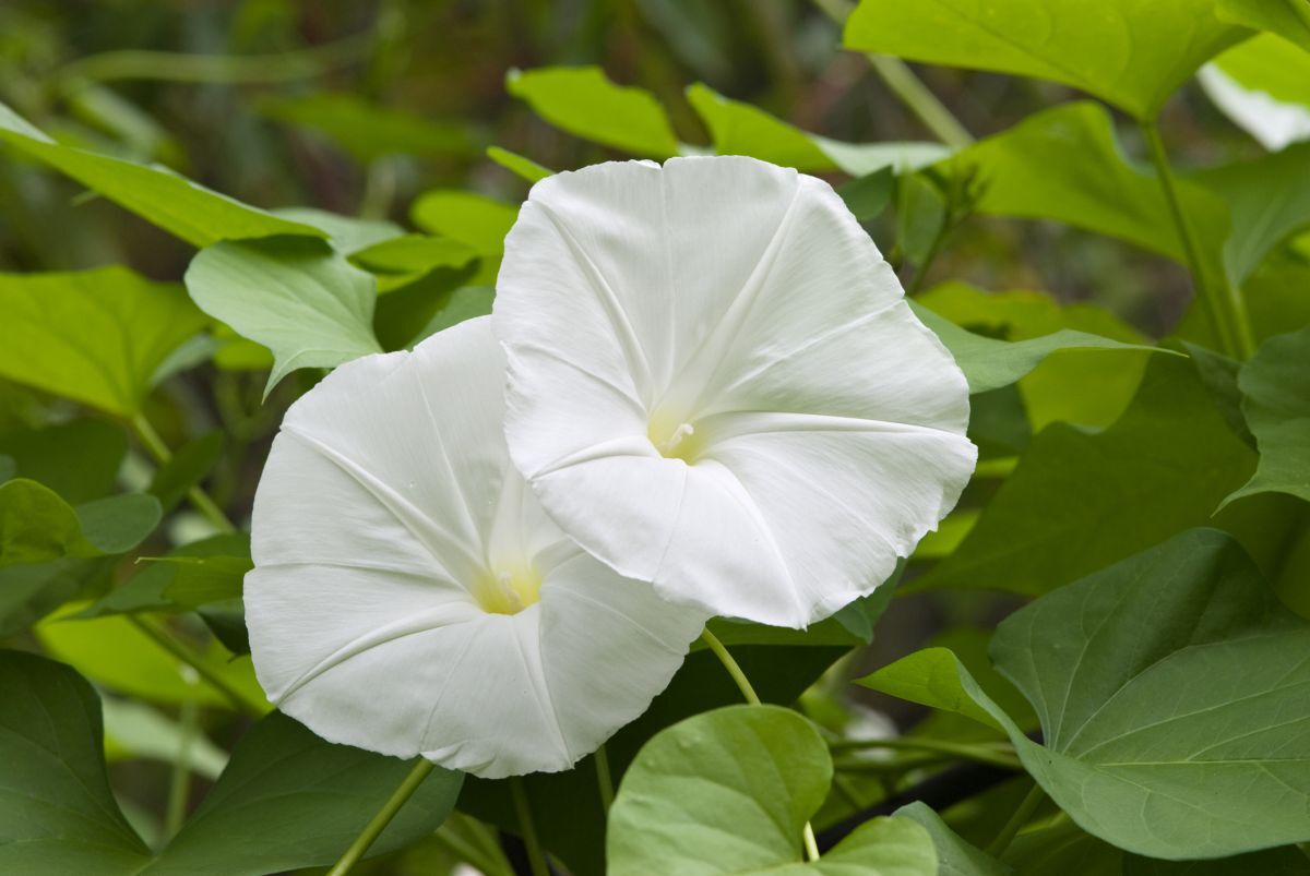Datura innoxia