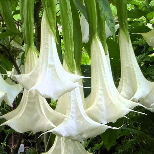 Brugmansia arborea