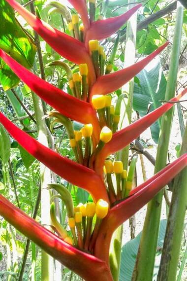 This is Heliconia subulata 'Cauca'. The common name for this is Lobster Claw Plant. Whimsy and Wonder Seeds sells the freshest of rare plant seeds. Other Common names for this rare succulent plant are: Lobster Claw Plant: Parrot's Beak, Parrot Flower, Clianthus, Lobster Claw Flower. Check this Lobster Claw Plant (Heliconia subulata 'Cauca') out along with all of  our other succulent plant seeds here at Whimsy and Wonder Seeds. We ship these succulent plants  seeds from Canada to anywhere in the World.
