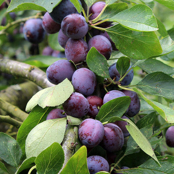 Prunus domestica 'Tiny Sweet'