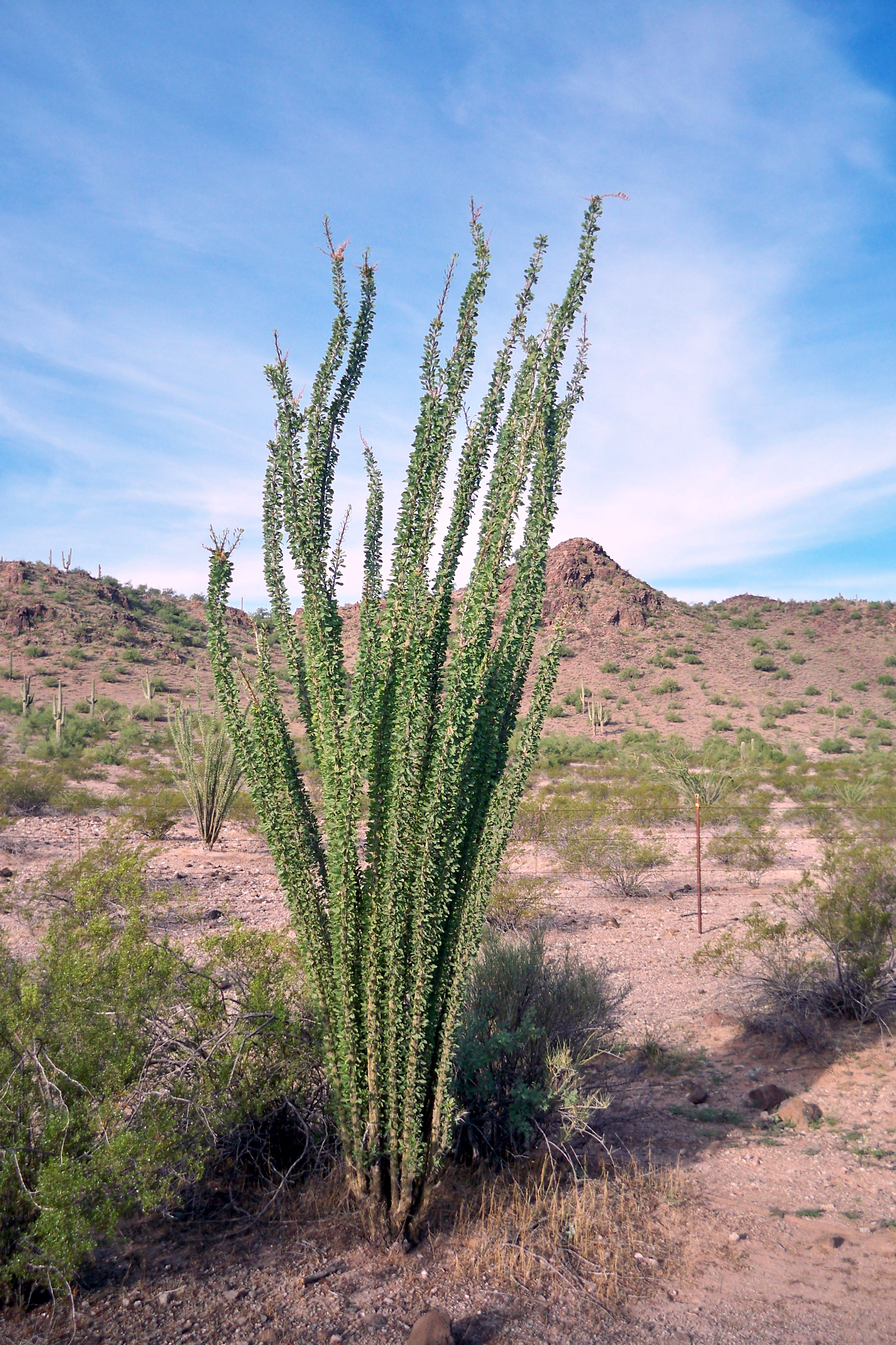 Fouquieria splendens subsp. Splendens