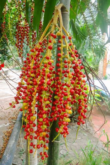 Ptychosperma macarthurii