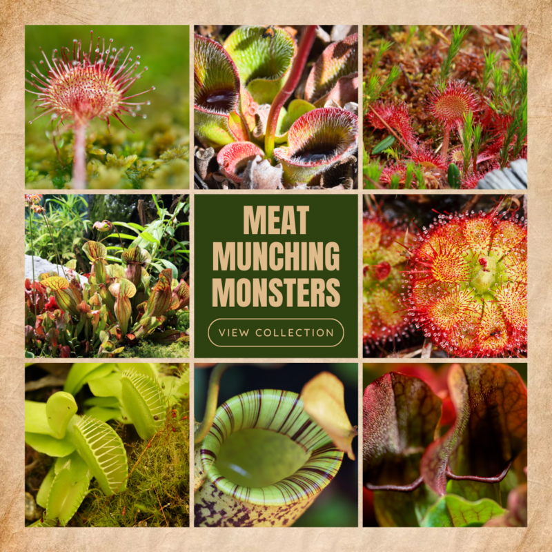 Carnivorous Plants