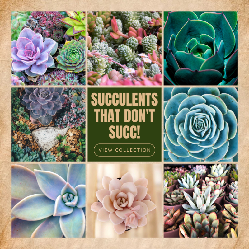 Succulents