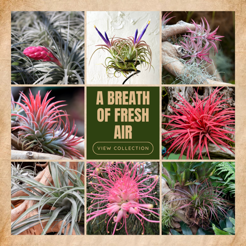 Airplants