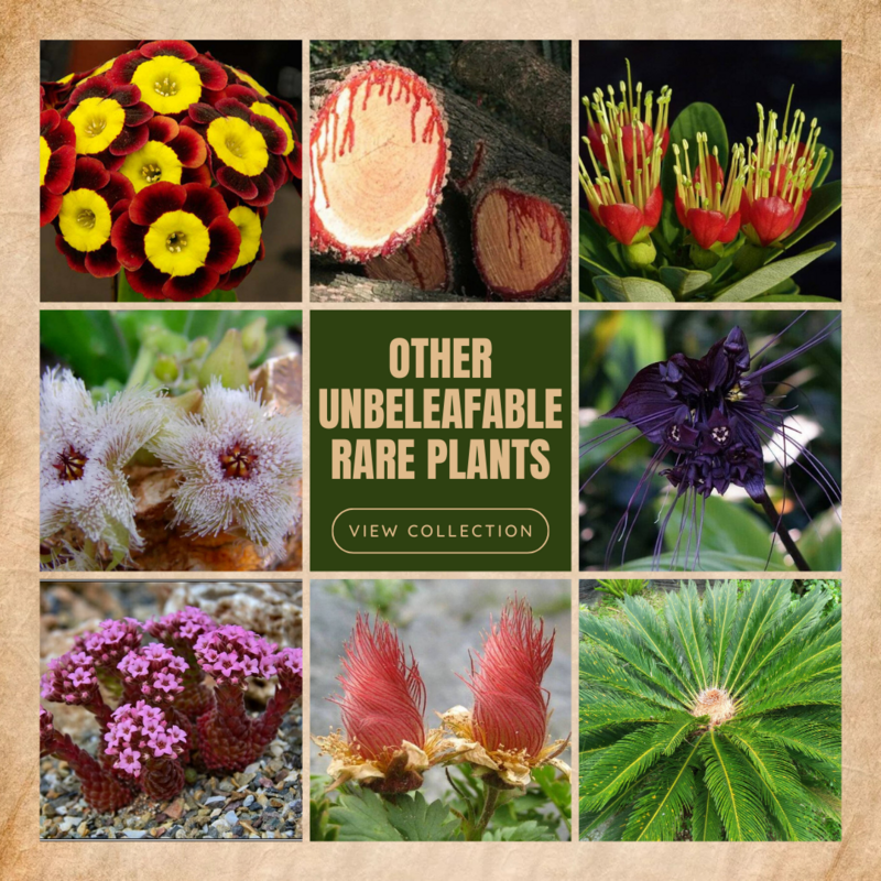 Other Rare Plants