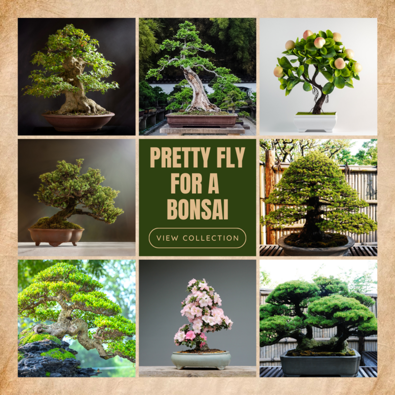 Bonsai Trees