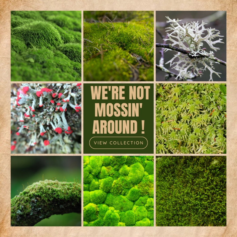 Live Moss and Lichen