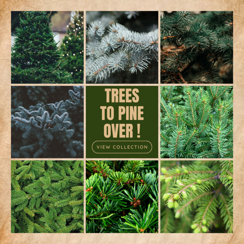 Traditional Christmas Trees and Growing Kits