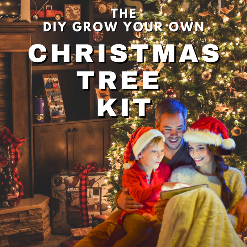 Traditional Christmas Trees and Growing Kits
