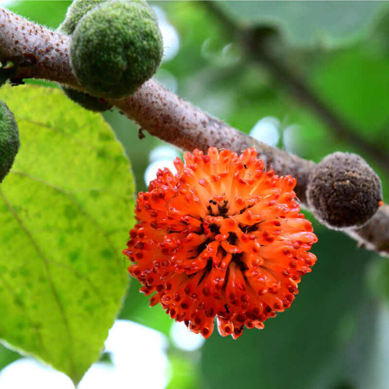 Broussonetia papyrifera