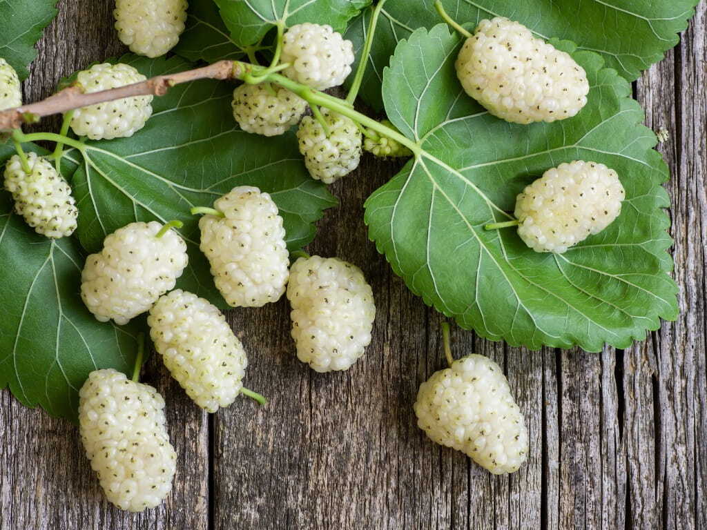 Morus alba