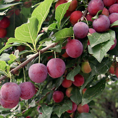 Prunus Americana