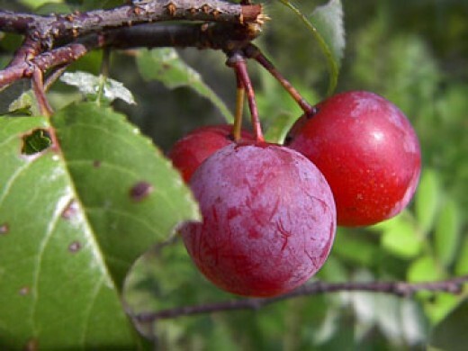 Prunus Umbellata