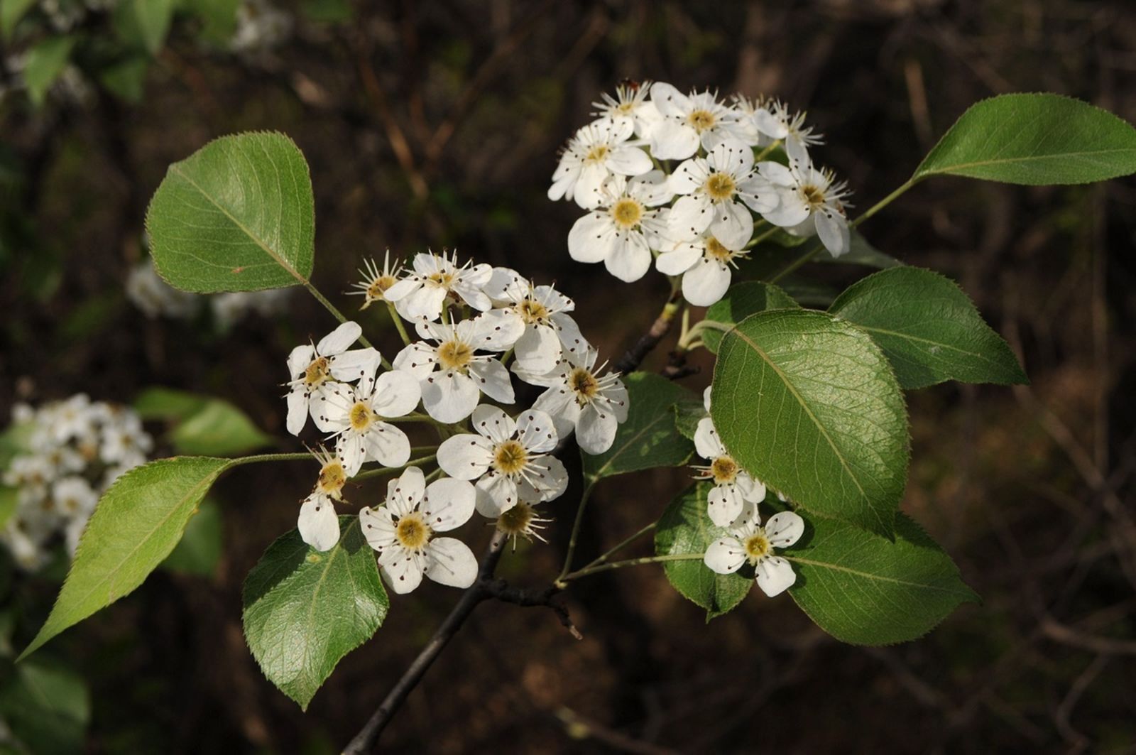 Pyrus Betulifolia
