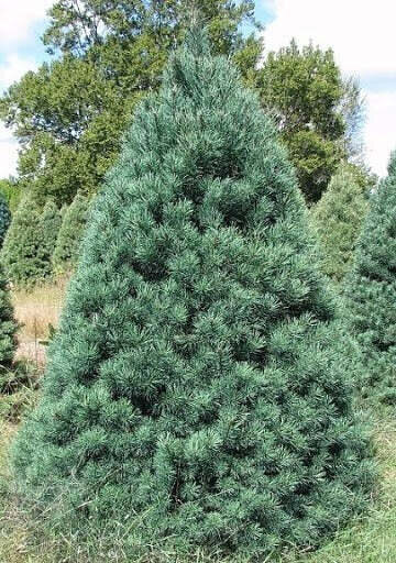 This is Pinus sylvestris. The common name for this is Scotch Pine Tree / Scots Pine Tree. Whimsy and Wonder Seeds sells the freshest of evergreen Christmas tree seeds. Check this Scotch Pine Tree / Scots Pine Tree (Pinus sylvestris) out along with all of our other evergreen tree seeds here at Whimsy and Wonder Seeds. We ship these Christmas tree plants seeds from Canada to anywhere in the World.