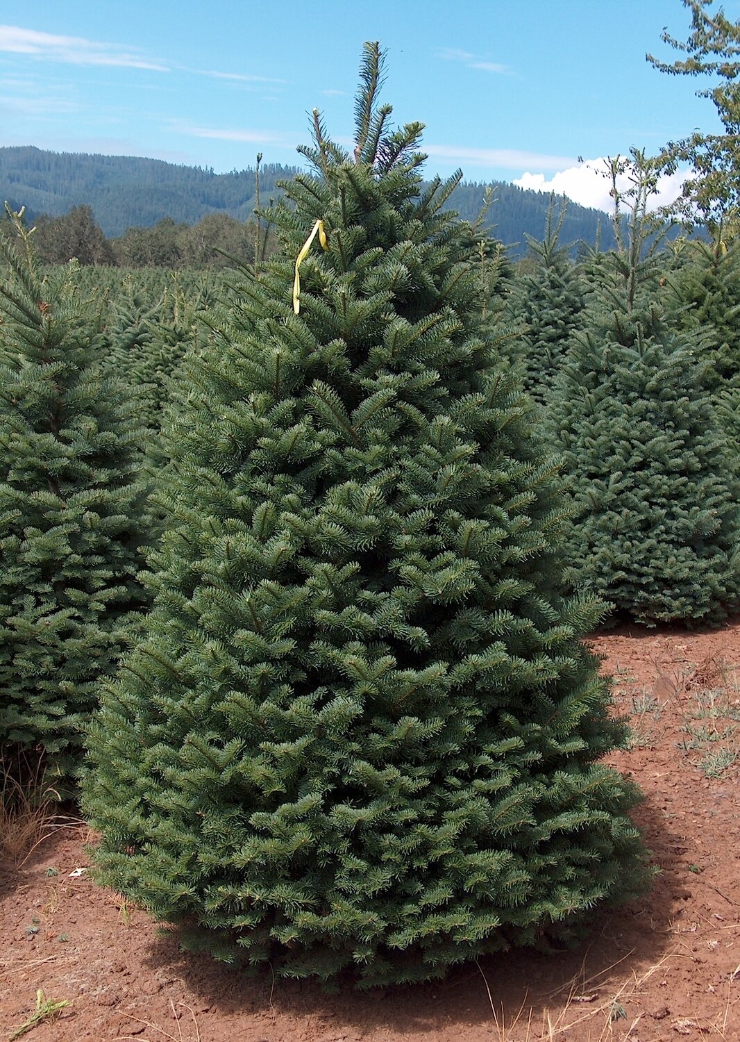 This is Abies procer. The common name for this is Noble Fir Tree. Whimsy and Wonder Seeds sells the freshest of evergreen Christmas tree seeds. Check this Noble Fir Tree (Abies procer) out along with all of our other evergreen tree seeds here at Whimsy and Wonder Seeds. We ship these Christmastree plants seeds from Canada to anywhere in the World.