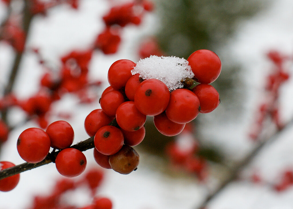 This is Ilex Verticillata. The common name for this is Winterberry Holly. Whimsy and Wonder Seeds sells the freshest of rare seeds. Other Common names for this rare plant species are: Winterberry Holly: Ilex Verticillata, Michigan Holly, Possumhaw, Black Alder, Coralberry. Check this Winterberry Holly (Ilex Verticillata) out along with all of our other rare  and exotics plant seeds here at Whimsy and Wonder Seeds. We ship these rare seeds from Canada to anywhere in the World.