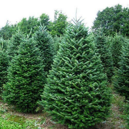 This is Abies balsamea. The common name for this is Balsam Fir Tree. Whimsy and Wonder Seeds sells the freshest of evergreen Christmas tree seeds. Check this Balsam Fir Tree (Abies balsamea) out along with all of our other evergreen tree seeds here at Whimsy and Wonder Seeds. We ship these Christmas tree plants seeds from Canada to anywhere in the World.