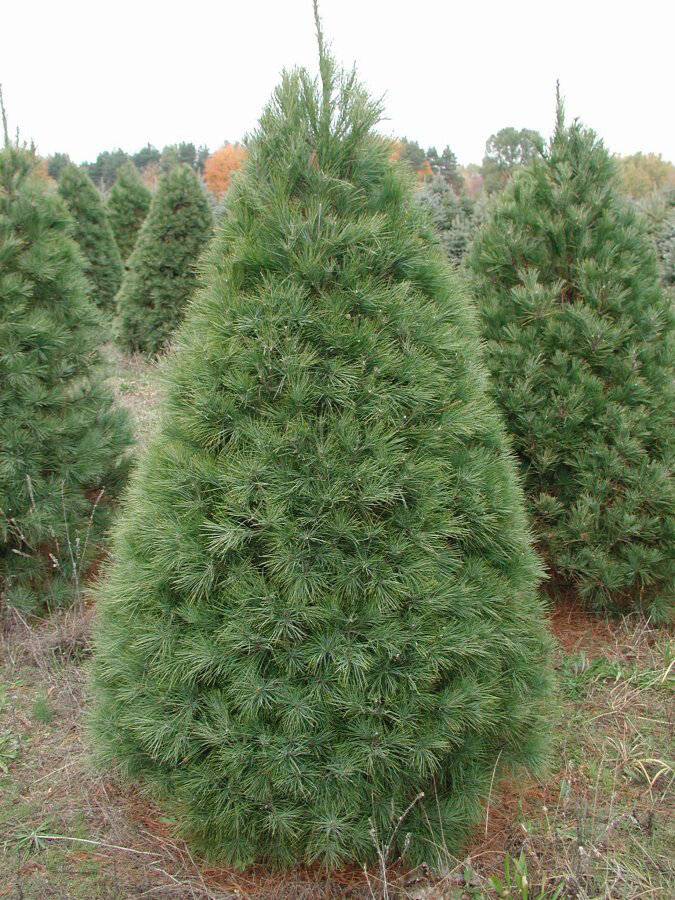 This is Pinus strobus. The common name for this is White Pine Tree. Whimsy and Wonder Seeds sells the freshest of evergreen Christmas tree seeds. Check this White Pine Tree (Pinus strobus) out along with all of our other evergreen tree seeds here at Whimsy and Wonder Seeds. We ship these Christmas tree plants seeds from Canada to anywhere in the World.