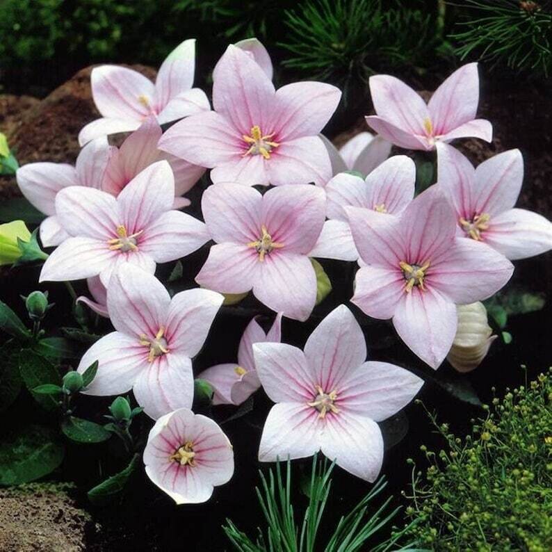 This is Platycodon grandiflorus. The common name for this is Fuji Pink Balloon Flower. Whimsy and Wonder Seeds sells the freshest of rare seeds. Check this Fuji Pink Balloon Flower (Platycodon grandiflorus) out along with all of our other rare  and exotics plant seeds here at Whimsy and Wonder Seeds. We ship these rare seeds from Canada to anywhere in the World.
