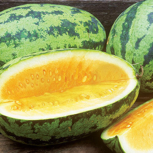 Orangeglo Organic Watermelon - Fedco Seeds